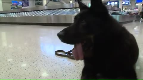 Marine reunited with military dog after years apart