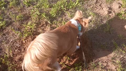 Digging for Gophers