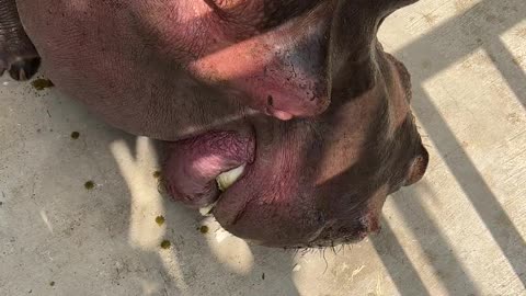 Hippo-licious and loving every moment at the zoo! 🦛❤️ #hippo #zoo #animals #shorts #viralvideo #fyp