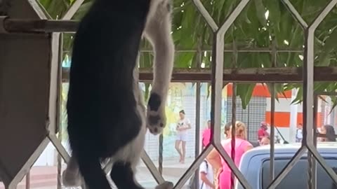 Kitten Climbs Up Gate to People Watch