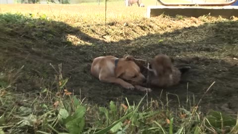 This dog and the cheetah met as children, two years later, they are still inseparable