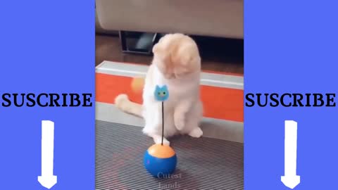 Gatito jugando y bailando