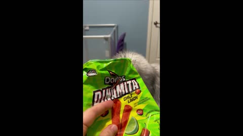 Maine Coon Munches On Powdery Chips