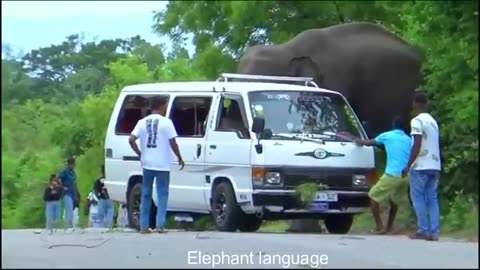 Best Of 2024 -The wild elephant attack shocked the passengers traveling in a van