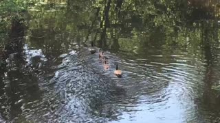 Beautiful bird family 🦢