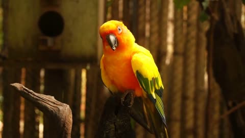 Slow motion visitor watching at parrot in birdcage