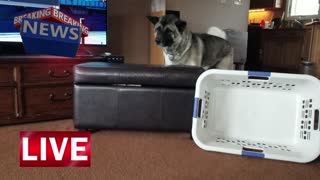 Female American Akita Jumping Over an Obstacle