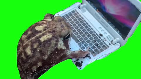 Frog Working | Green Screen