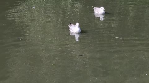 Seagulls And Ducks On A Lake In Great Britain