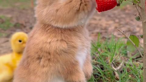 Cute Rabbit Eating Strawberry | Funny and Cute Moment