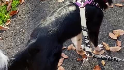 Border collie sisters enjoying a fall walk