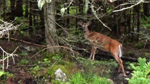 White-tailed deer