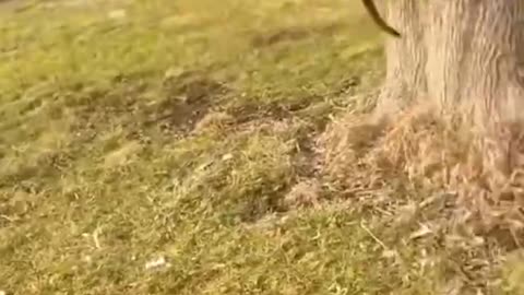 BEST OF THESE AMAZING FUNNY ANIMALS VIDEOS 2022 #shorts #animals #viral