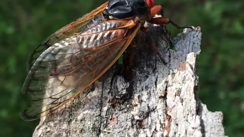 Friendly little cicada