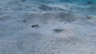 Sultan of the Sands Rises from the Sea Floor