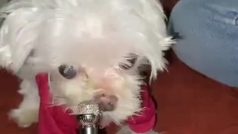 Special needs dog hilariously sniffs mini microphone