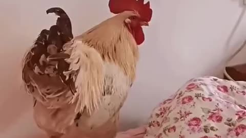 Real rooster alarm clock