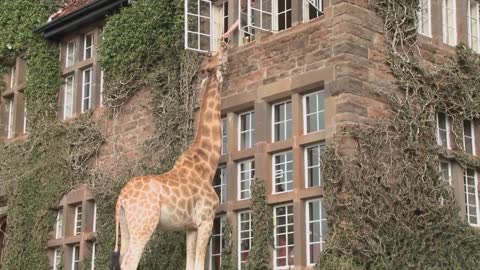 giraffes mill around outside an old mansion in kenya