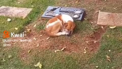 dog refuses to leave its owner's grave-very exciting