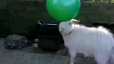 Baby Goat Enjoys Bouncing Balloon! 🐐🎈🤪🐾💨🎉