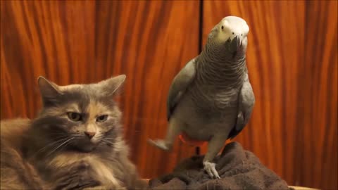 Parrot keep annoying the cat 🙀