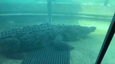 Hungry Croc Takes His Shot At the Zoo