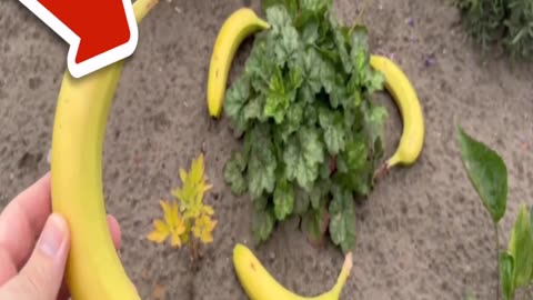 Put Bananas around your Plants and WATCH WHAT HAPPENS💥(Genius Trick)🤯