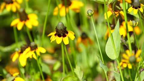 Bee Flight Flowers Plants Insect Pollen Bloom