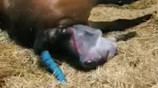 Horse giving birth