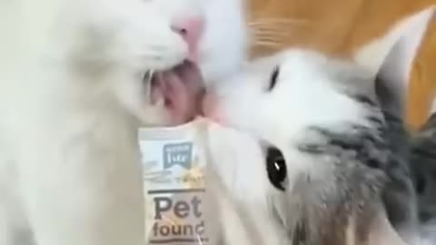 Don't bite my tounge, miow!!!