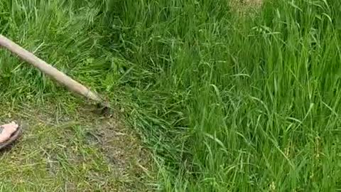 Grass cutting - satisfying viral video