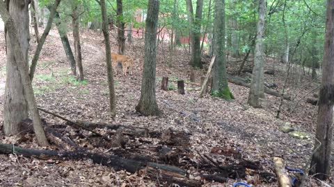 Doe and Fawn Grooming