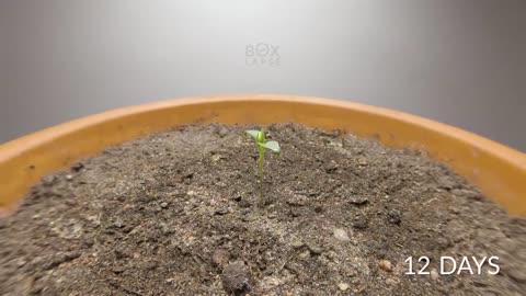 Growing JAMAICAN BELL PEPPER Time-lapse