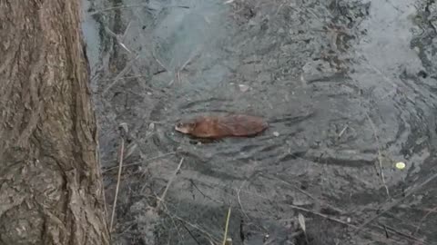 coypu, also known as the nutria