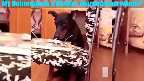 My Doberman is a genius. Learned from whom?