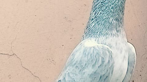 Ustad Malik Mohkam Khokhar Bichu Breed Pigeons