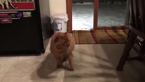 Feral _ abandoned cat comes inside for the first time