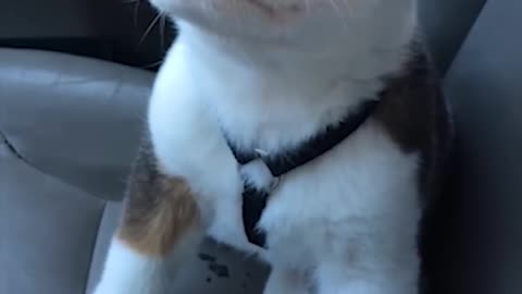 Funny Little Puppy Gets Angry at His Own Hiccups