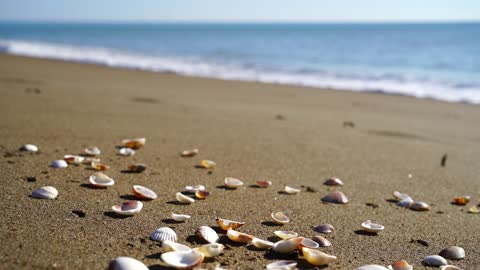 Sea shells on the beach sand