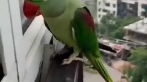 Parrot knocking on the window calling Mummy