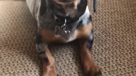 Cute Dachshund competes for moms attention