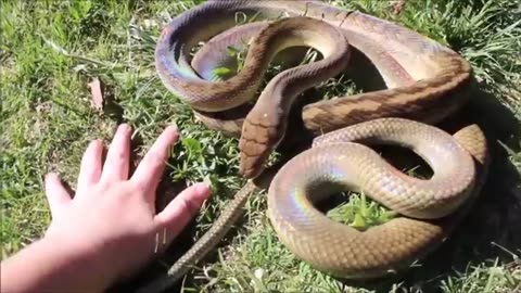 10 Biggest Snakes Ever Discovered