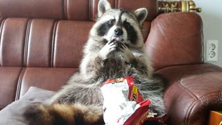 Pet raccoon casually opens bag of ramen and eats it