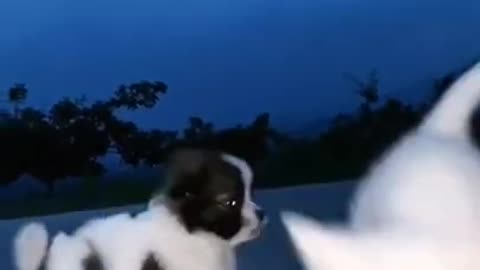 Cute little puppy running in night