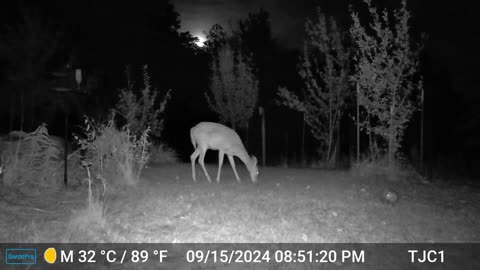 Deer Watching Young Opposum