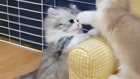 kittens playing together