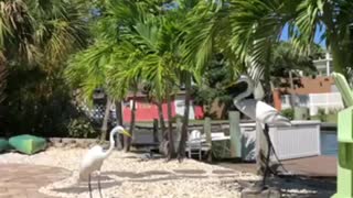 Egret meets its wooden friend