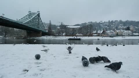 A group of pigeons and birds eat from the snow