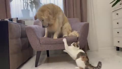 Funny Kitten Annoys Golden Retriever