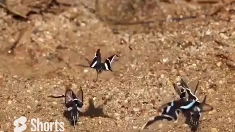 Dragontail Butterfly Swimming in The Air #shorts #shortvideo #video #virals #videoviral